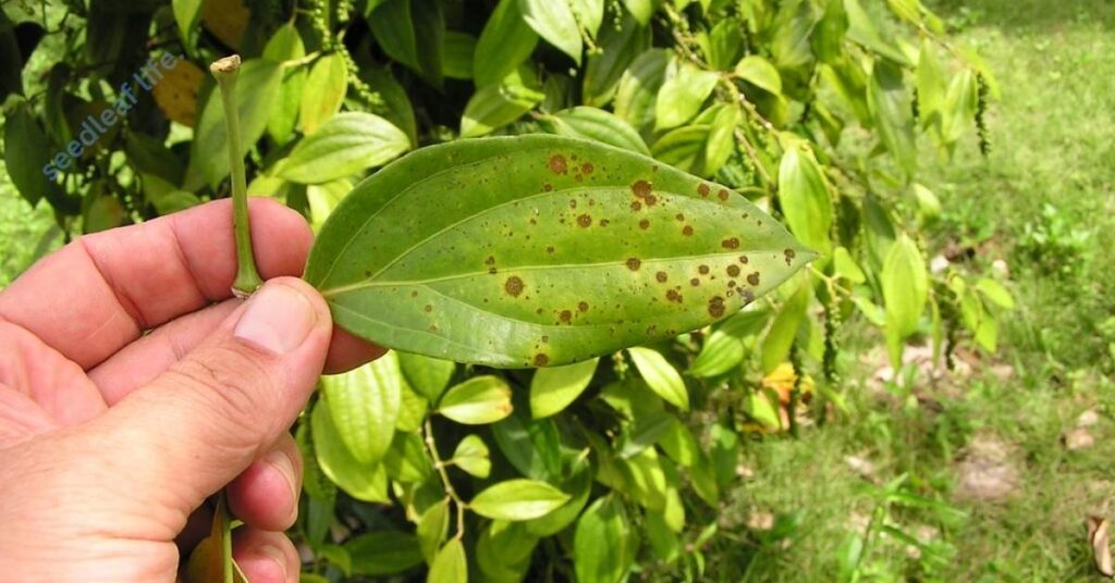 Common problems in growing peppercorn plants with easy solutions