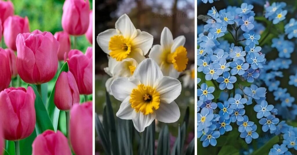 Seasonal Cottage Garden Ideas