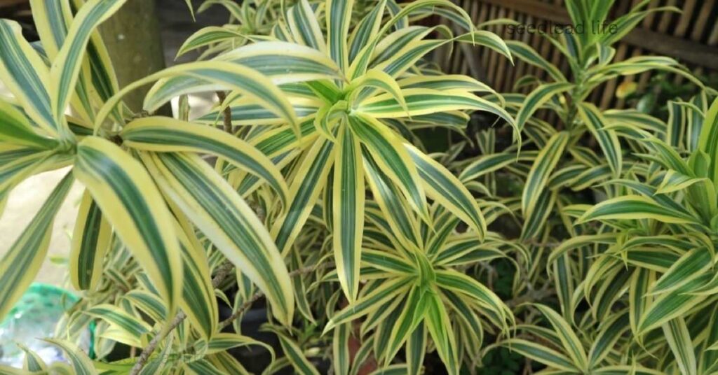 Dracaena care