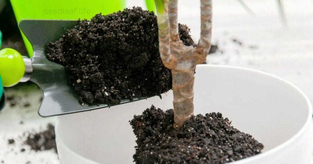 Soil Requirements for Dracaena Care