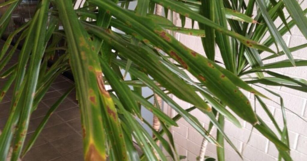 Common Dracaena Problems and Solutions