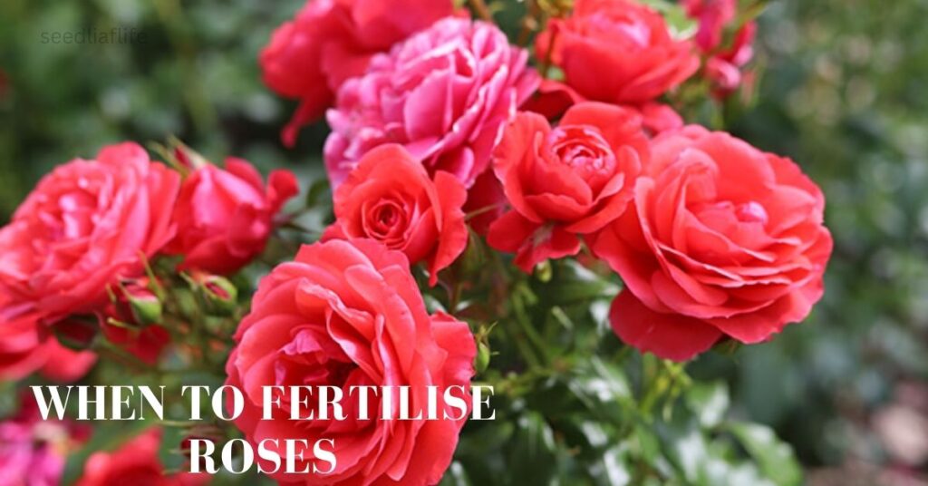 When to Fertilise Roses