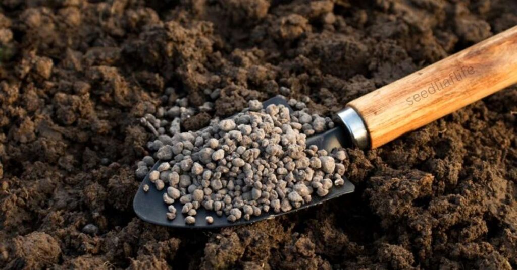 the right fertiliser is key to healthy roses.