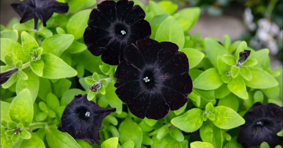Black Petunias: Tips for Growing Stunning Garden Blooms