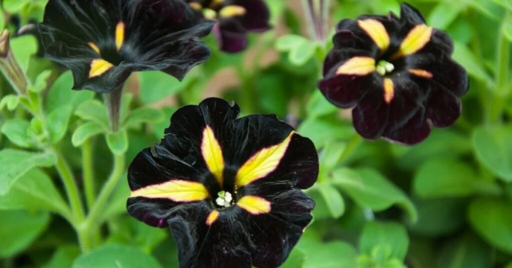 Popular Varieties Black Velvet Petunia