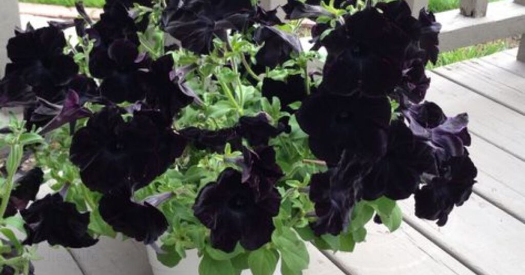 Growing Black Petunias in Containers