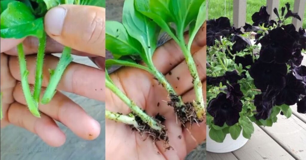 Propagation for Perennial