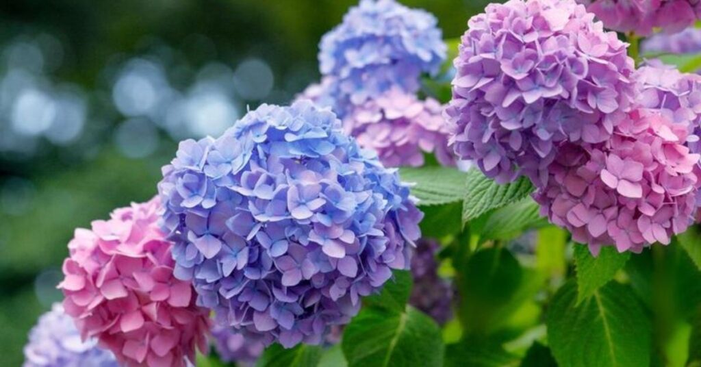 Where to Plant Hydrangeas for Best Blooms