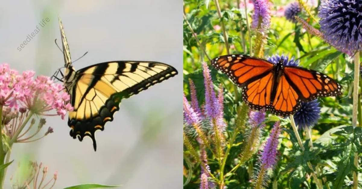 Plants That Attract Butterflies: A Complete Guide to Creating a Butterfly-Friendly Garden