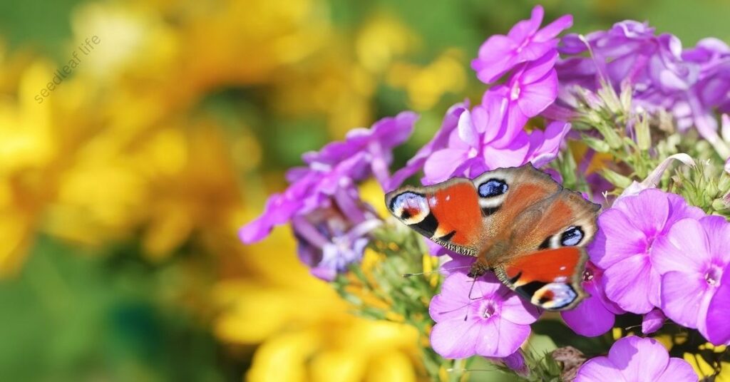 Plants That Attract Butterflies