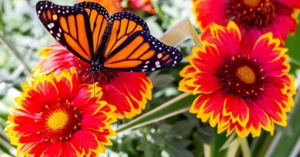 Best Nectar Plants That Attract Butterflies