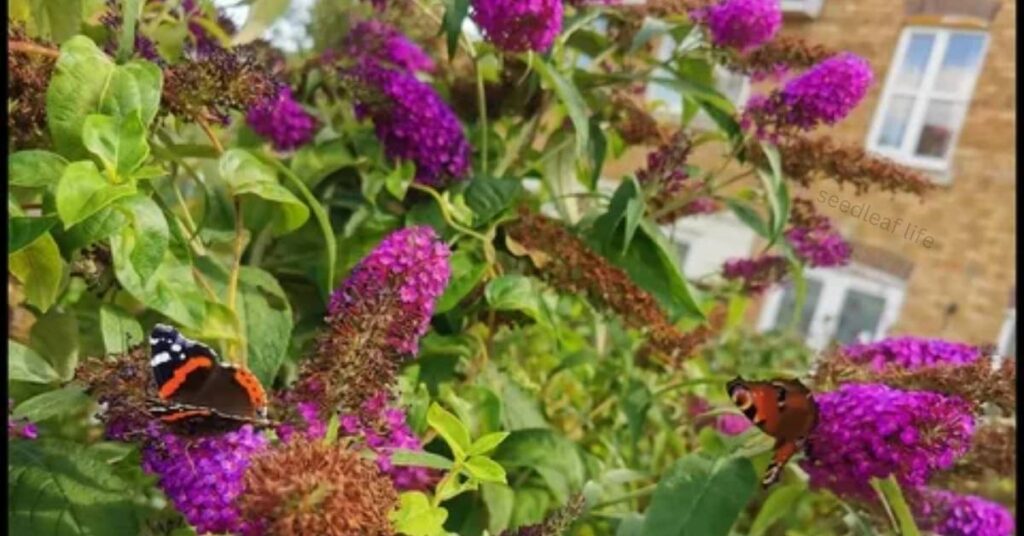 Butterfly Bush (Buddleja)