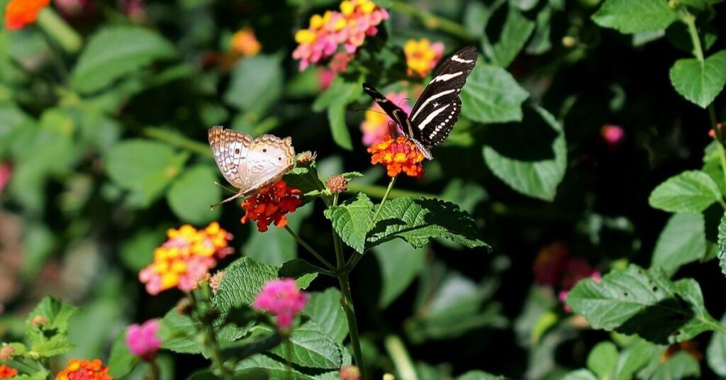 butterflies love lantana