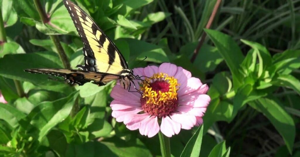 Flat flower heads ideal for butterflies