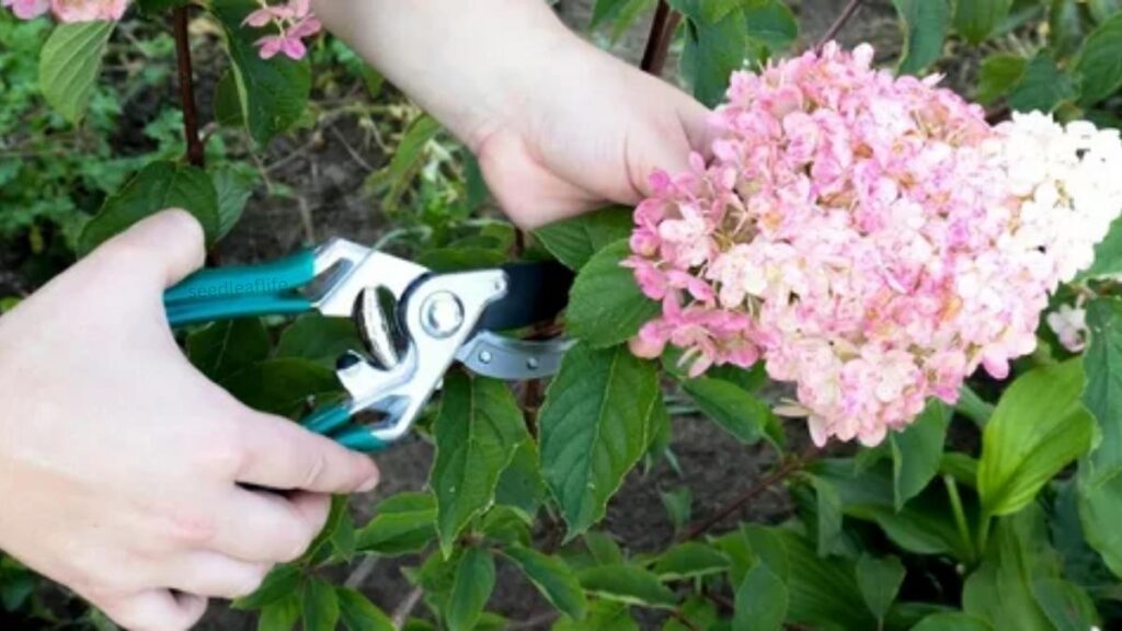 Pruning a Panicle Hydrangea Tree