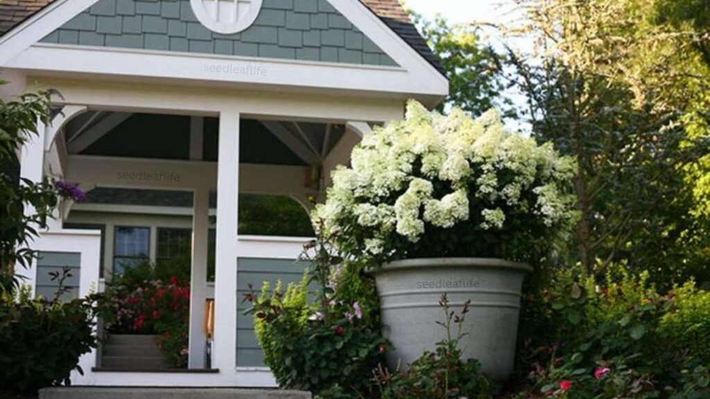 Container Growing a Panicle Hydrangea Tree