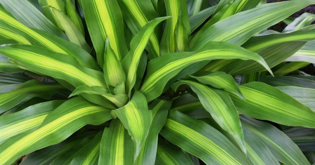 Dracaena Care Tips: Grow Healthy Plants Indoors & Outdoors