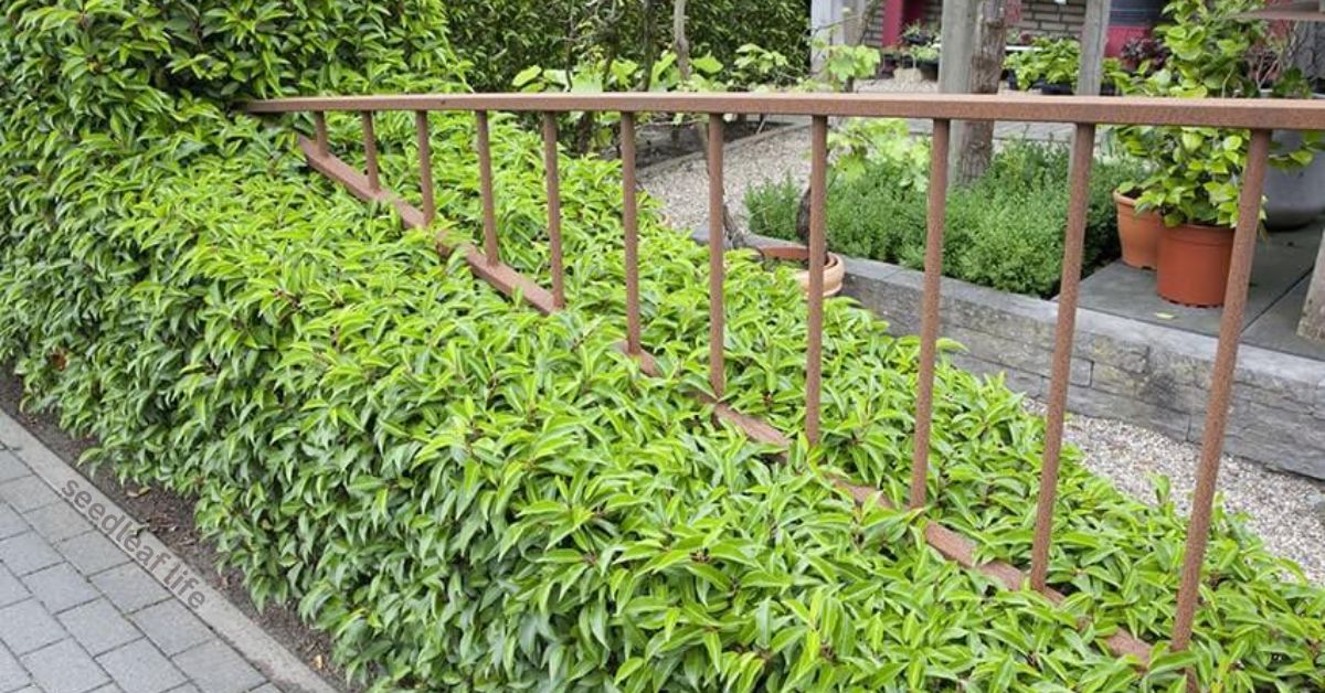 Portuguese Laurel Planting Guide: 5 Easy Tips