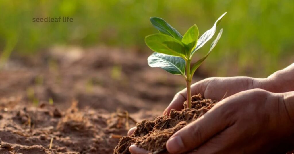 Portuguese laurel grows best in well-draining, fertile soil.