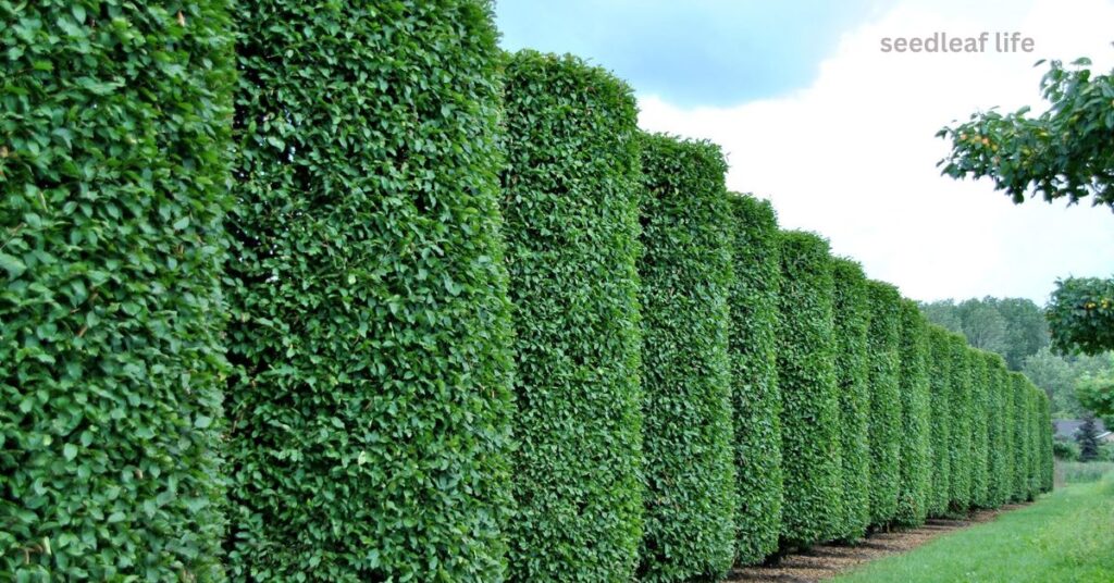 Planting Tips for Portuguese Laurel