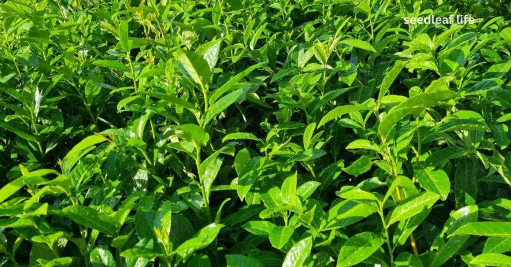 Care Tips After Planting