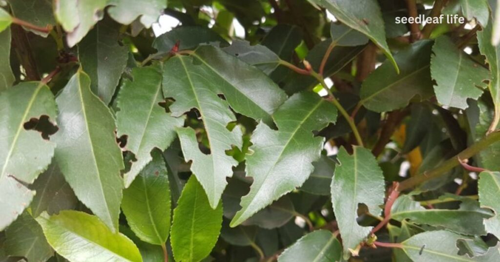 Portuguese Laurel Planting, make sure to avoid these common mistakes that can slow growth