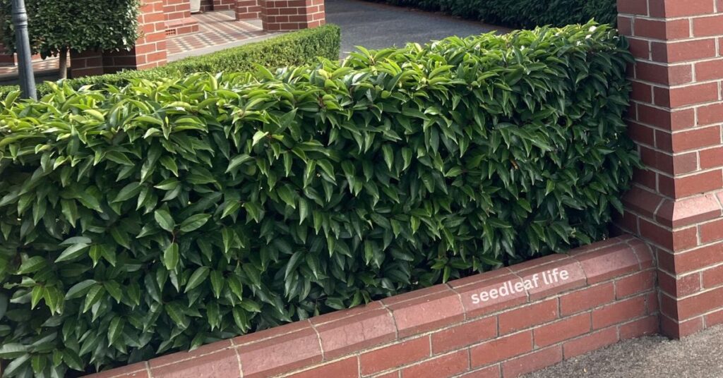 Benefits of Portuguese Laurel