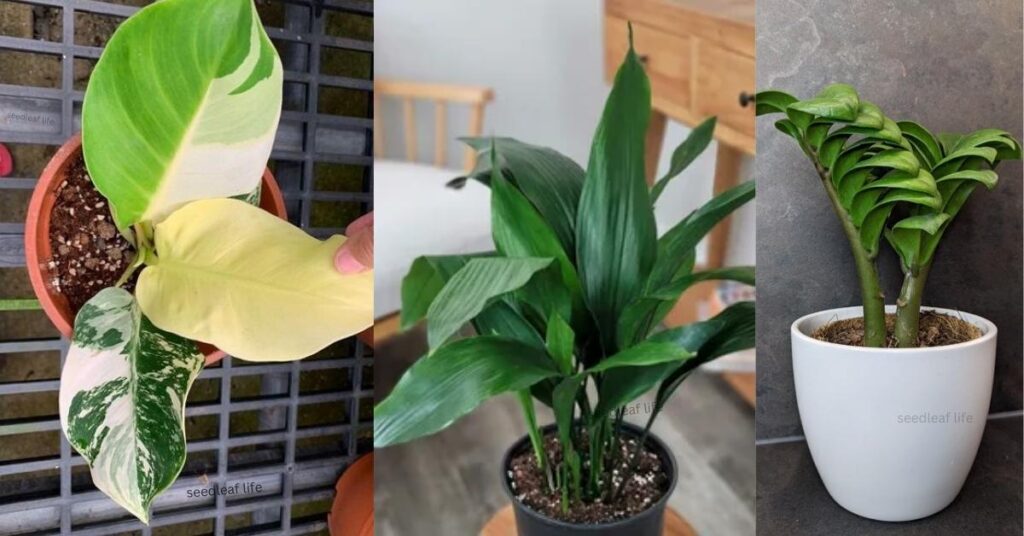 Best House Plants for Low Light