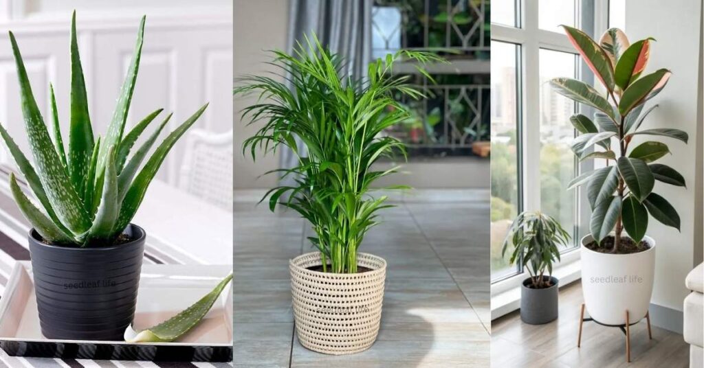 House Plants for Improving Air Quality