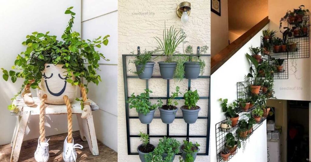 Tips for Displaying House Plants