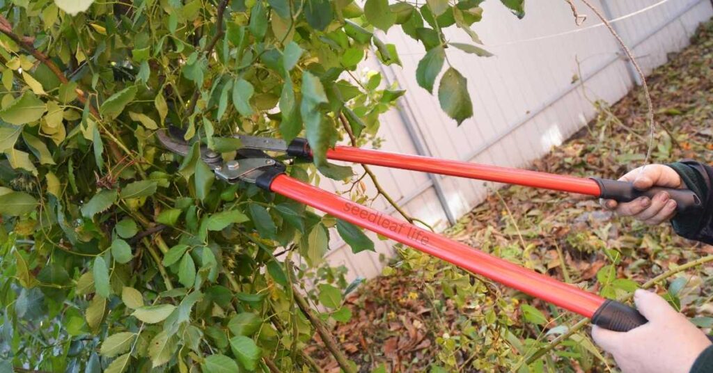 Prune a Rose Plant Step by Step