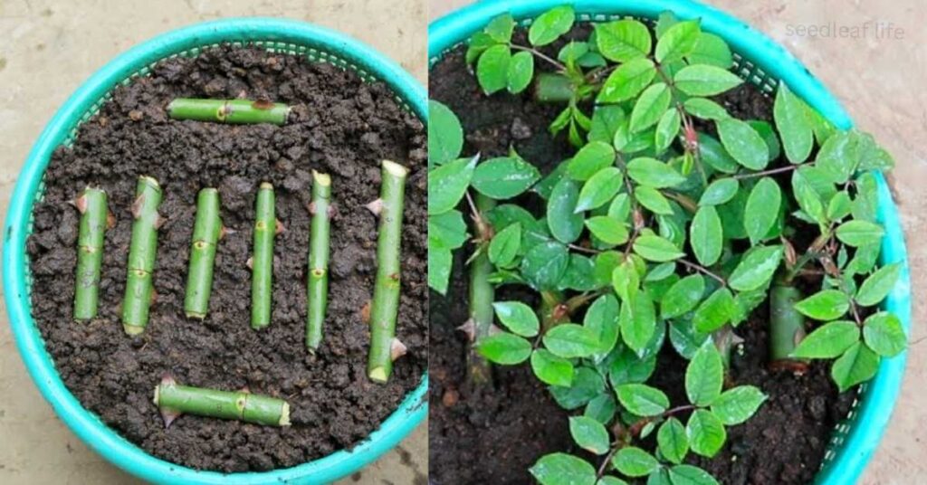 Pruning of Rose Plant in Pots and Containers
