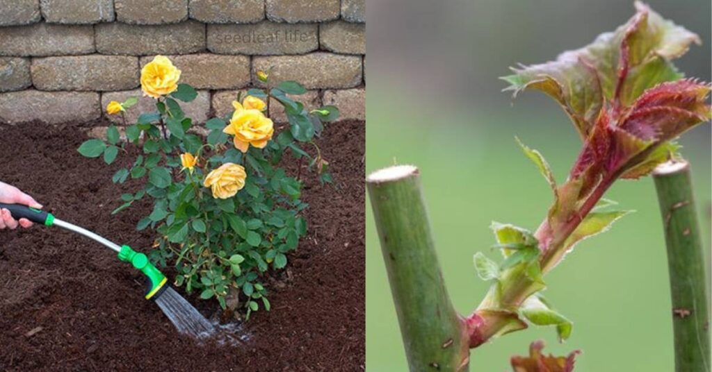 Aftercare Tips Following Rose Plant Pruning