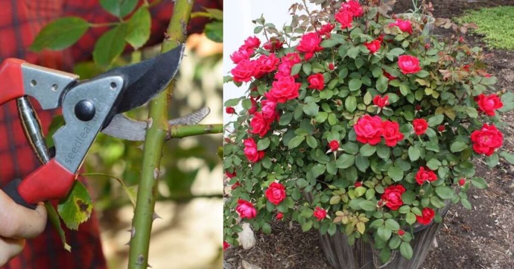 Pruning Rose Plant for Maximum Flowering