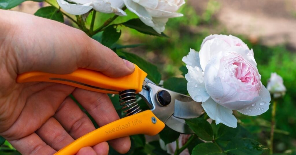 Tools Required for Pruning of Rose Plant
