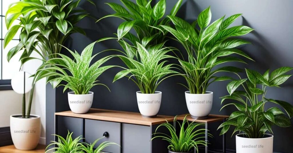 Good House Plants