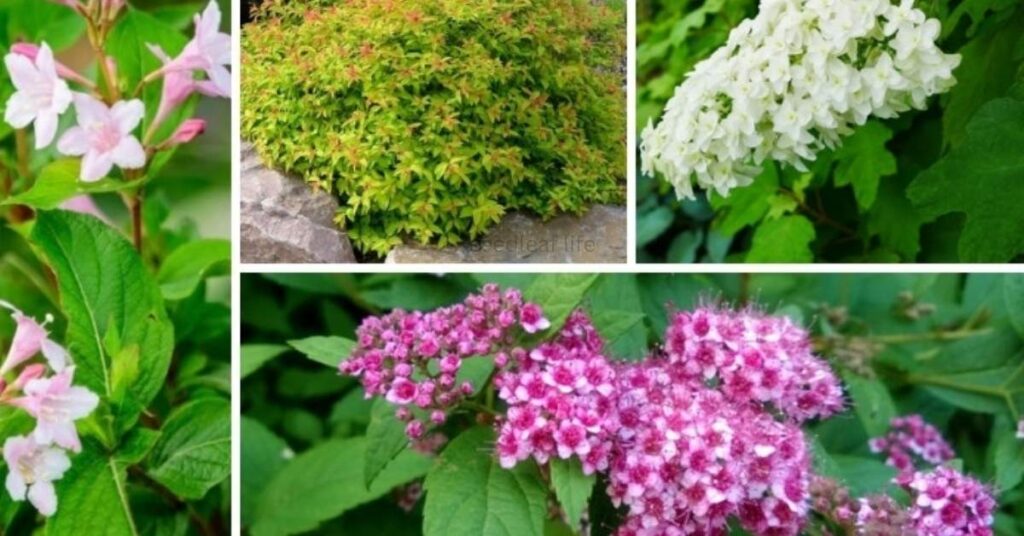 Benefits of Choosing Low Maintenance Shrubs