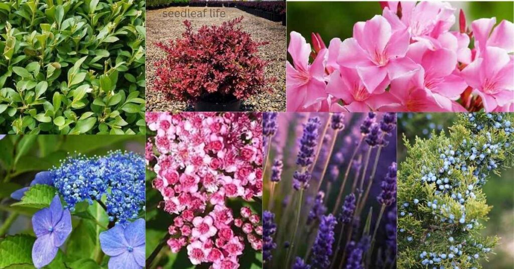 Best Low Maintenance Shrubs for Home Gardens
