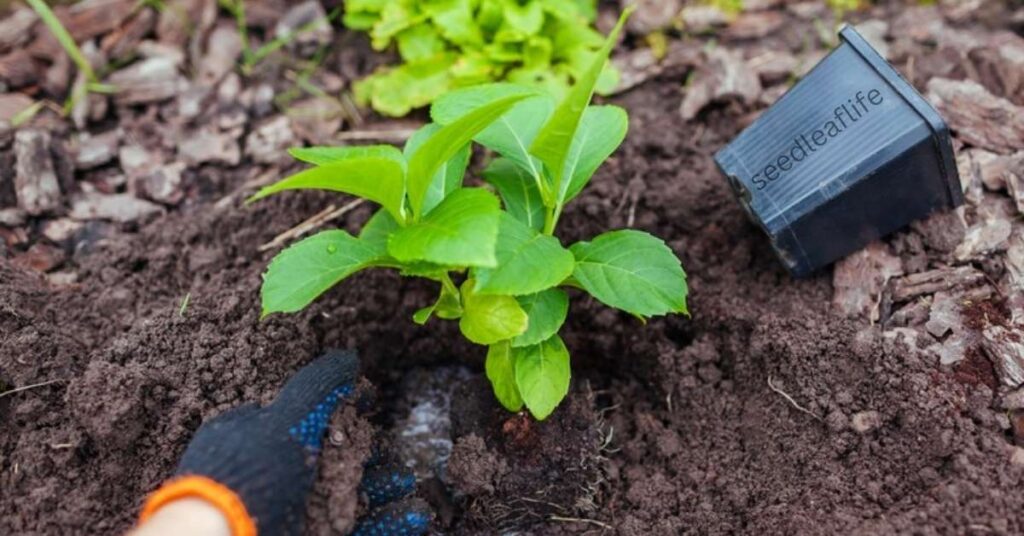 Best Soil Location for Planting Hydrangeas
