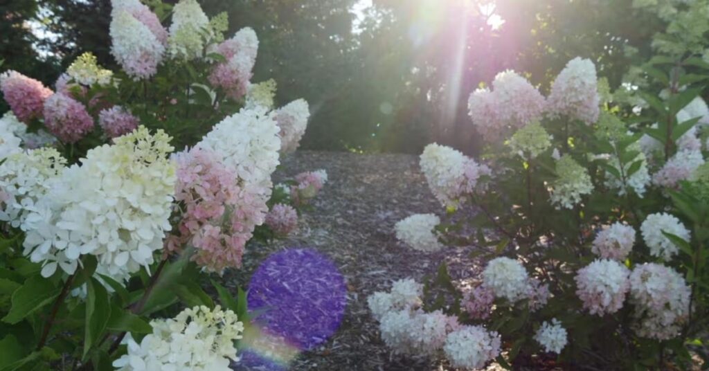 Where to Plant Hydrangeas for Best Sunlight