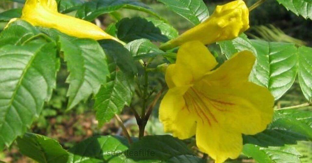 Esperanza Plant Care 