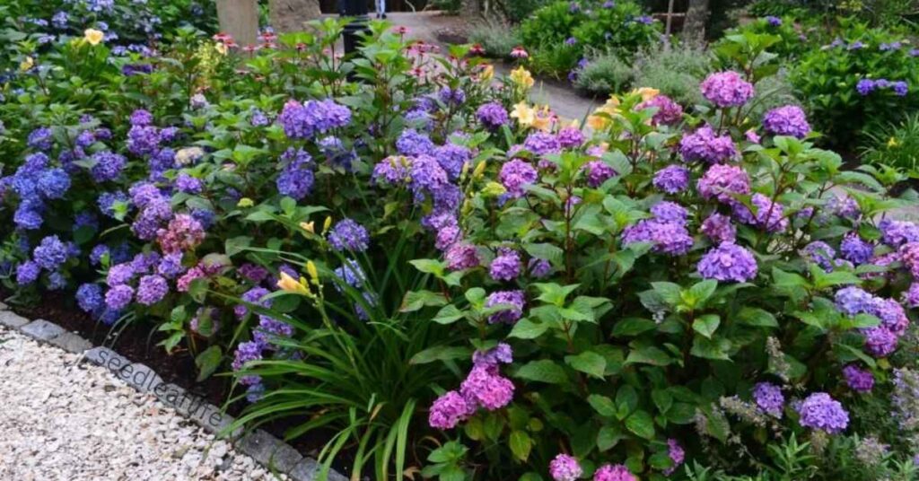 Where to Plant Hydrangeas in the Landscape