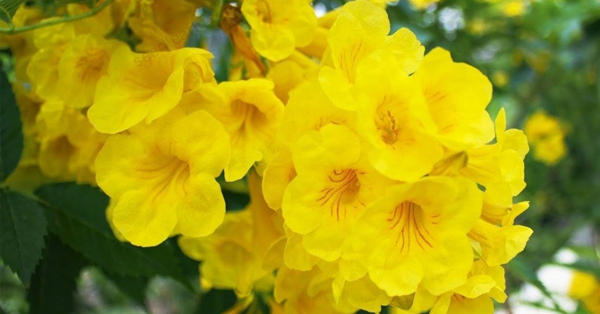 Esperanza Plant: Guide to Growing and Caring for Yellow Bells