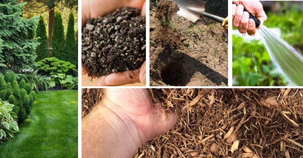 How to Plant Low Maintenance Shrubs
