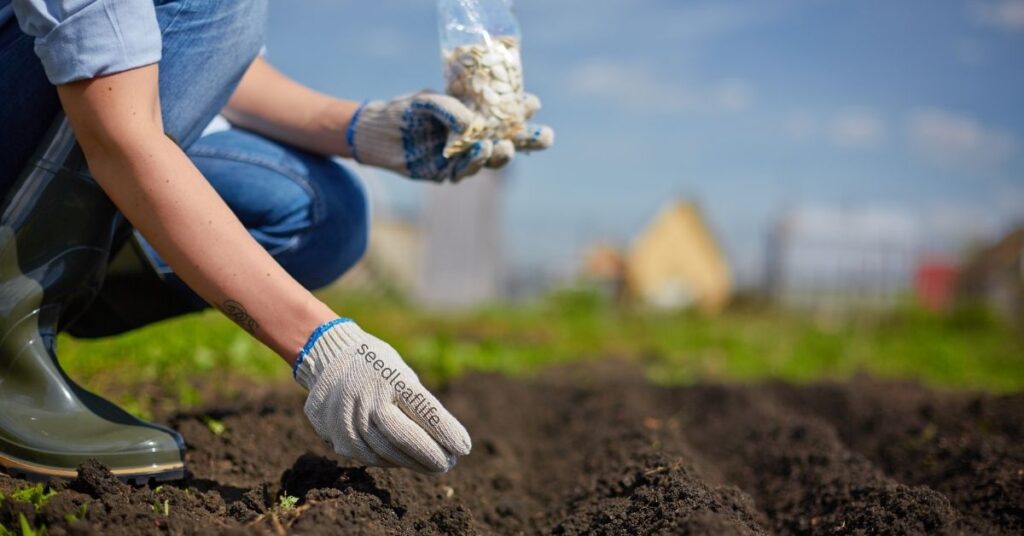 Planting Purple Vegetables Outdoors