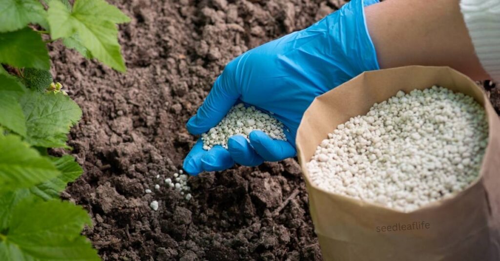 Feeding and Fertilizing