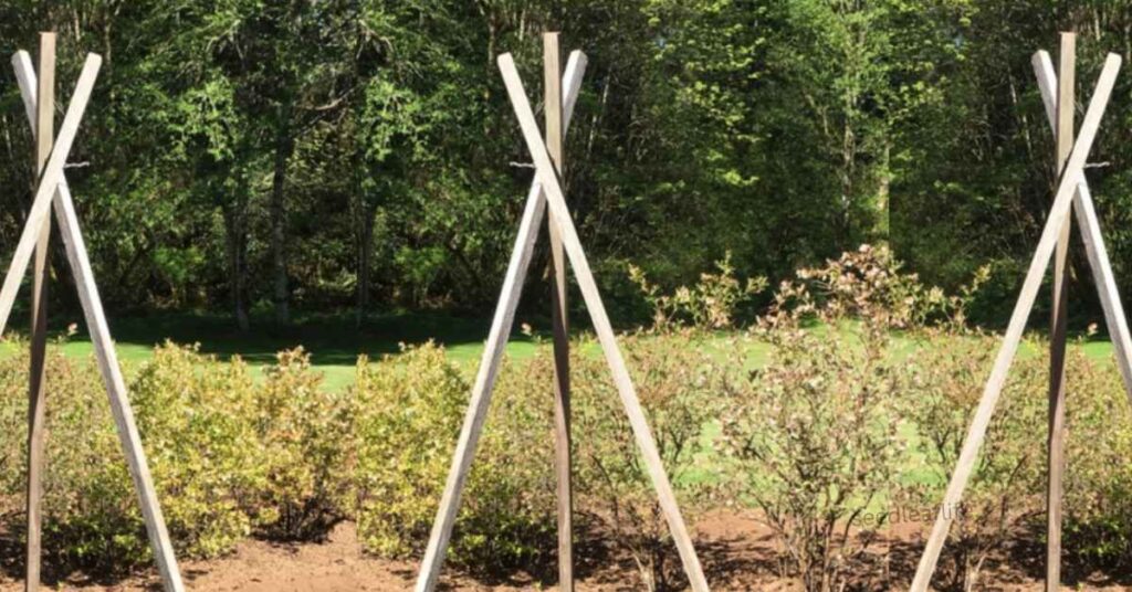 Supporting and Training Plants