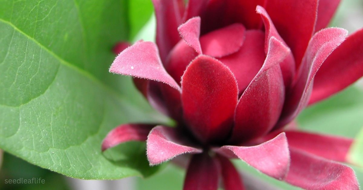 Calycanthus: Complete Care, Uses & Growing Instructions