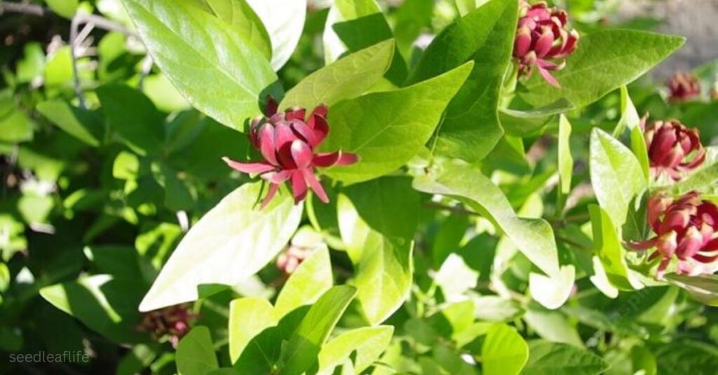 Growing Calycanthus