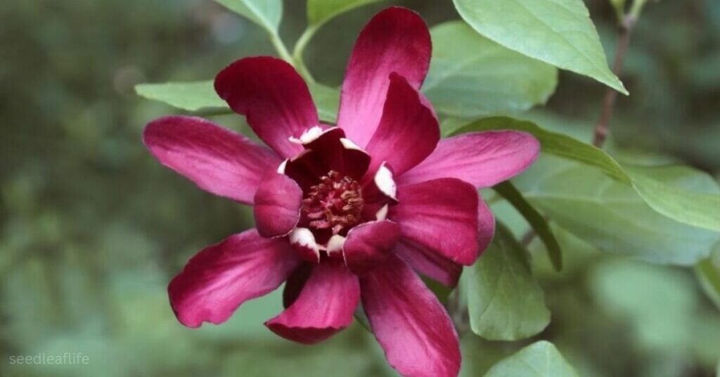 Calycanthus Care Guide